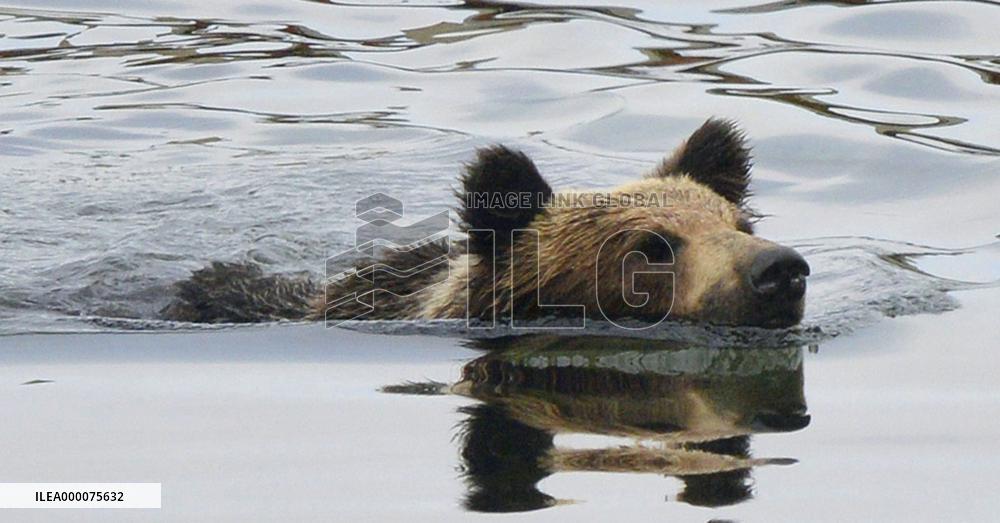 Co-existing with bears at Japan World Heritage site Shiretoko