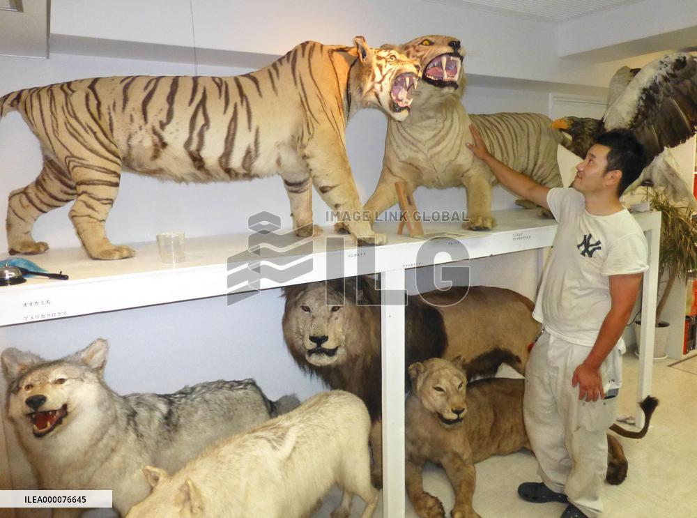 Kobe man's taxidermy collection of animals