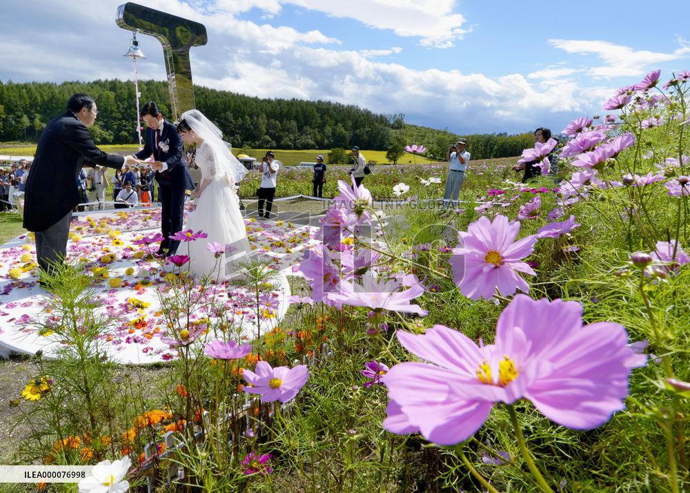 Hokkaido welcomes best season of cosmos
