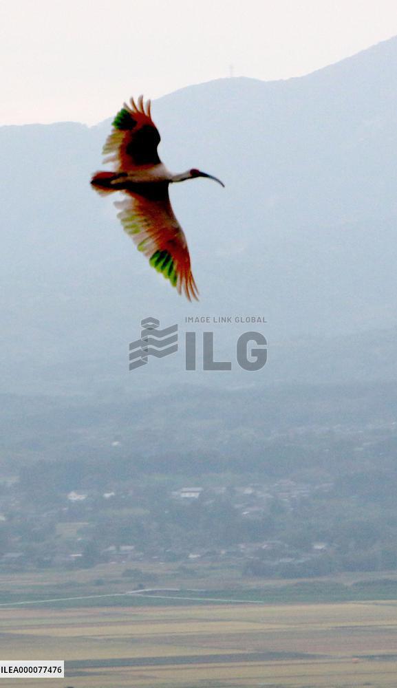 Japanese crested ibis released in Sado Island