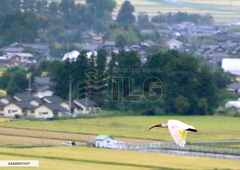 Japanese crested ibis released in Sado Island