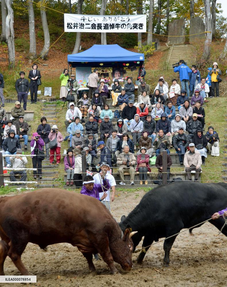 'Tsunotuki' bullfighting in Niigata Prefecture