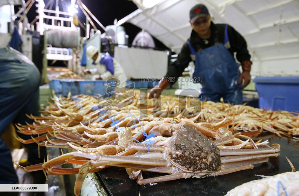 Snow Crab in season's 1st landing at western Japan port