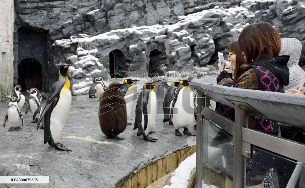 Penguins at Hokkaido zoo