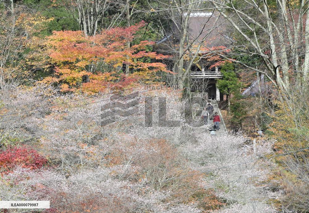 Cherry blossoms bloom amid autumn colors
