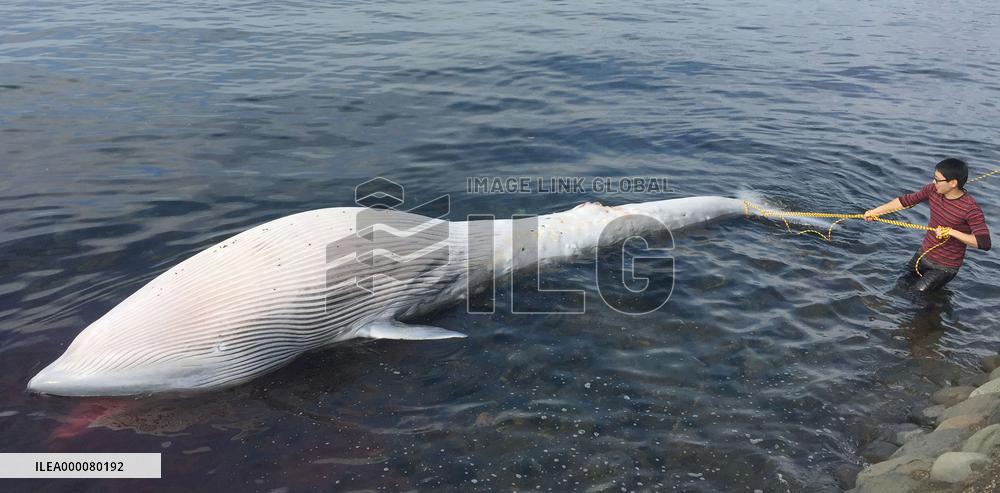 Dead whale washed ashore in southwestern Japan
