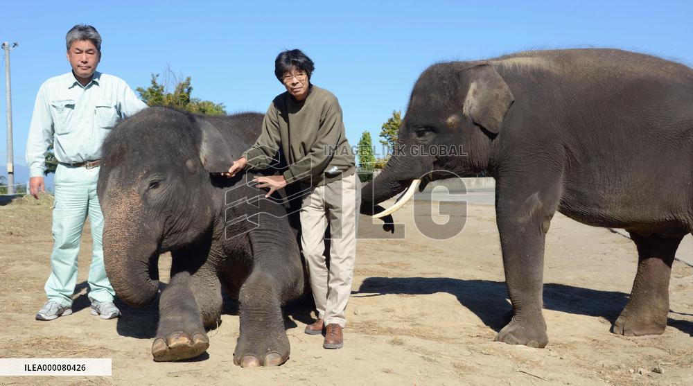Japan zoo seeks to breed Sumatran elephants on verge of extinction