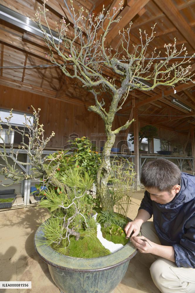 New Year preparations under way at Imperial Palace