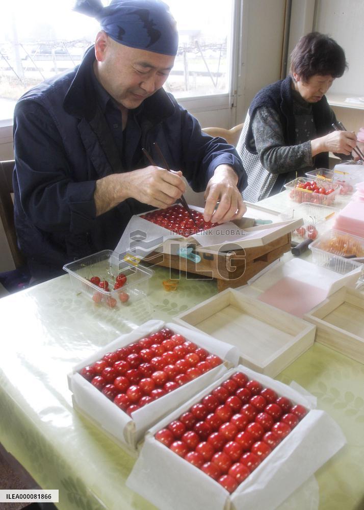 High-grade cherries ready for year's 1st shipment