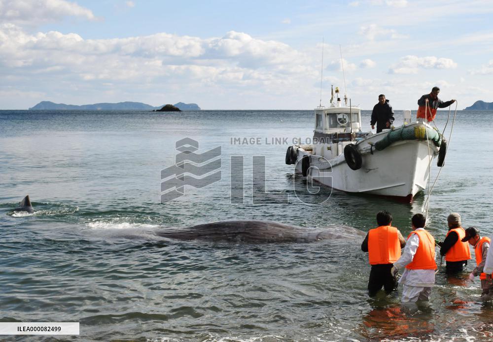 Whale beached in western Japan, rescued