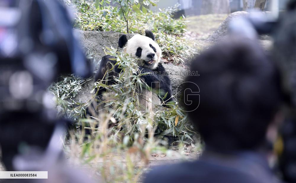 Giant pandas fail to mate at Ueno Zoo in Tokyo