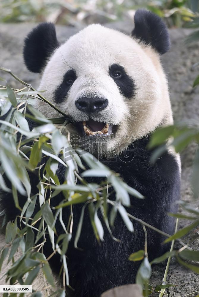 Giant pandas fail to mate at Ueno Zoo in Tokyo