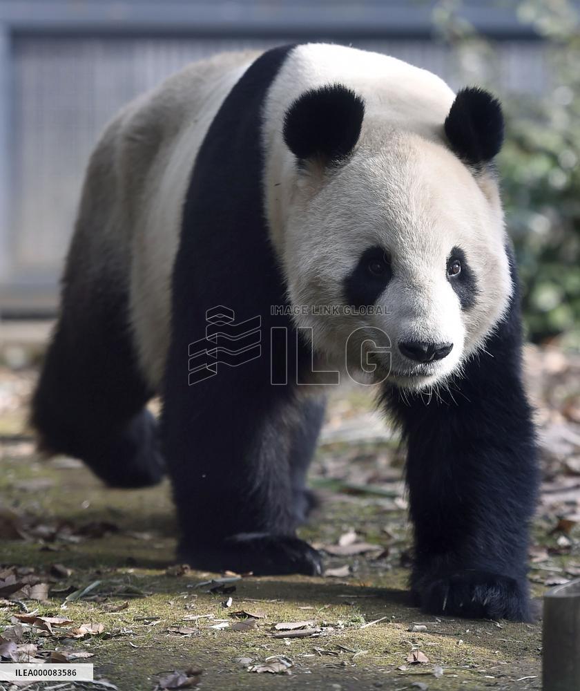 Giant pandas fail to mate at Ueno Zoo in Tokyo