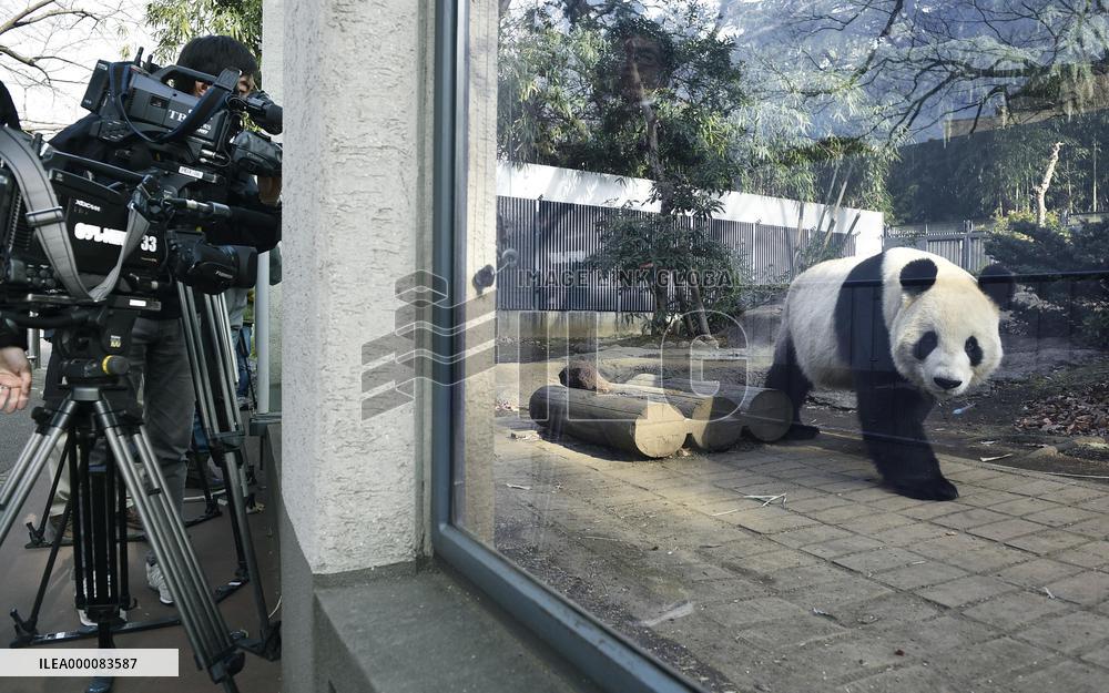 Giant pandas fail to mate at Ueno Zoo in Tokyo