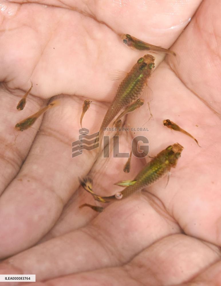 Combating Zika virus with guppy fish in India