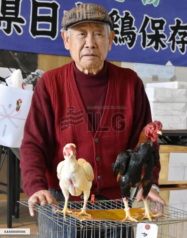Japanese native chicken beauty contest held