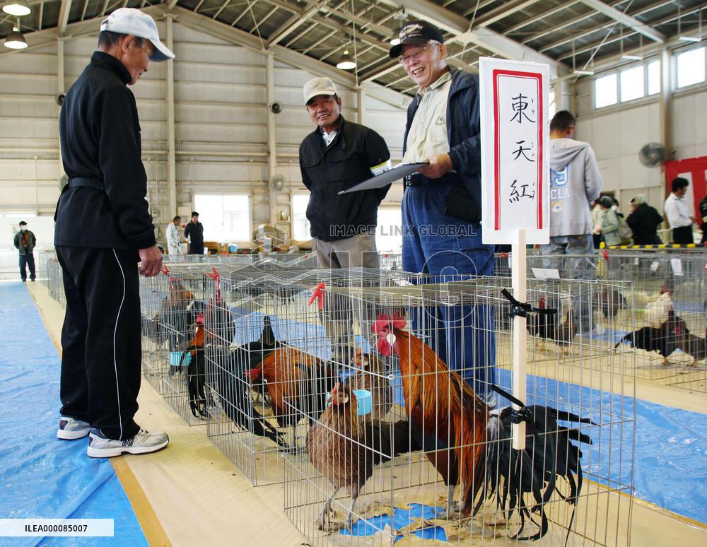 Japanese native chicken beauty contest held