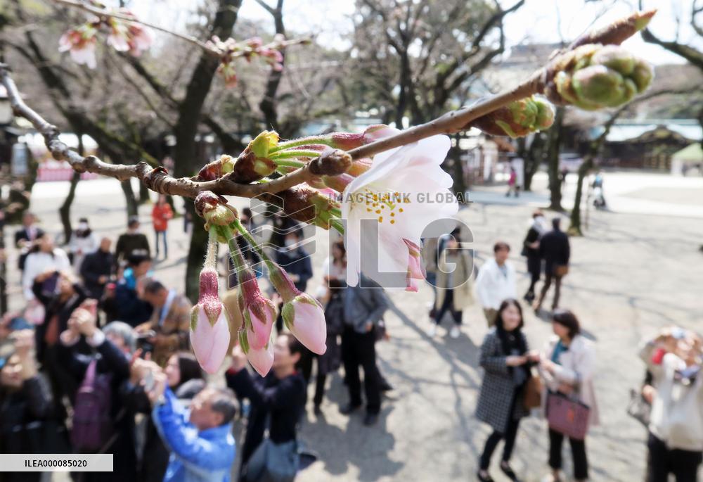 Cherry blossom blooms in central Tokyo