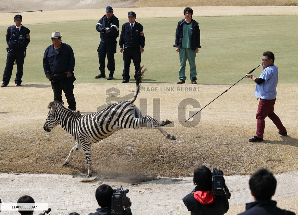 Zebra dies after escaping from equestrian club