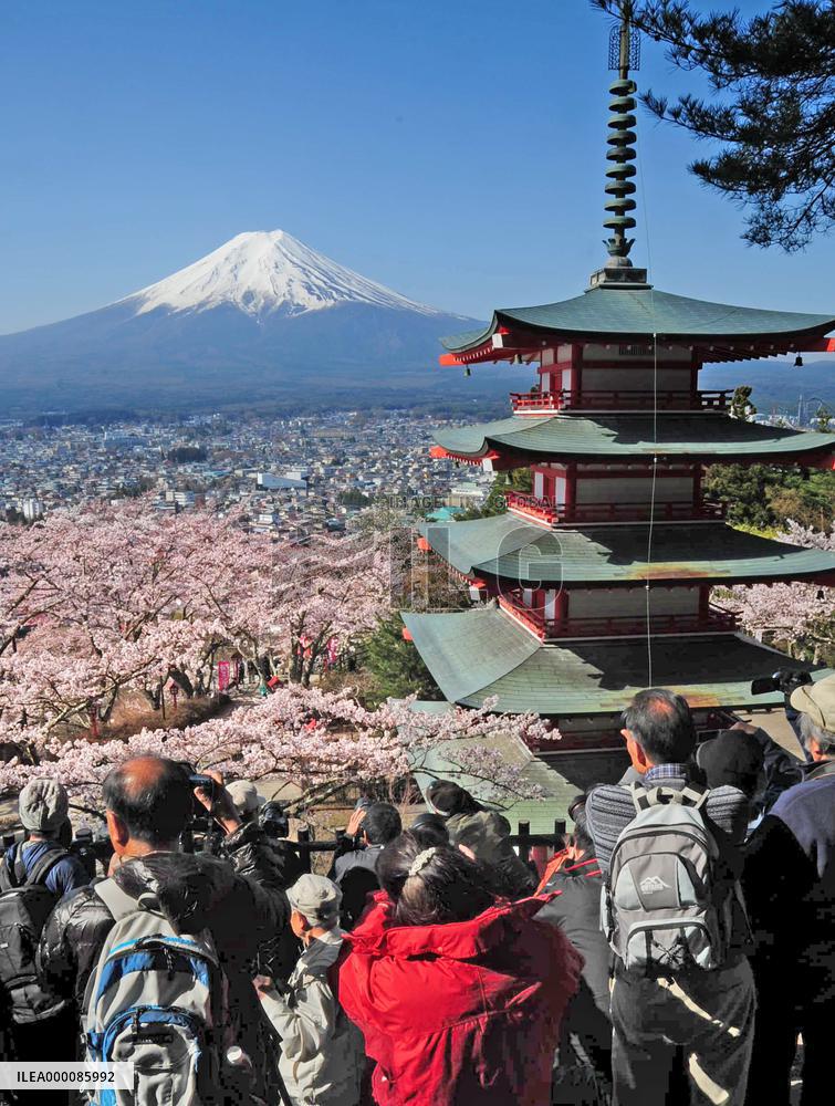 Cherry trees in full bloom at base of Mt. Fuji