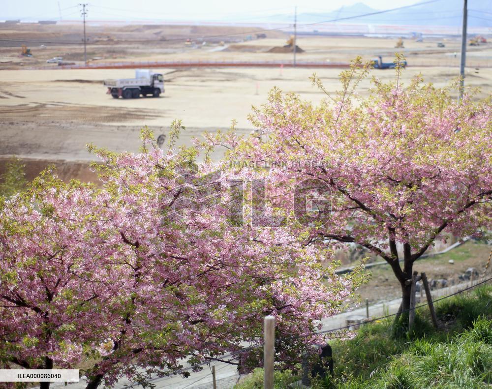 Cherry blossoms demarcate tsunami-reached point in northeastern Japan