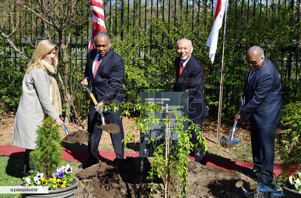 Tokyo governor plants sapling from famous cherry tree in N.Y.