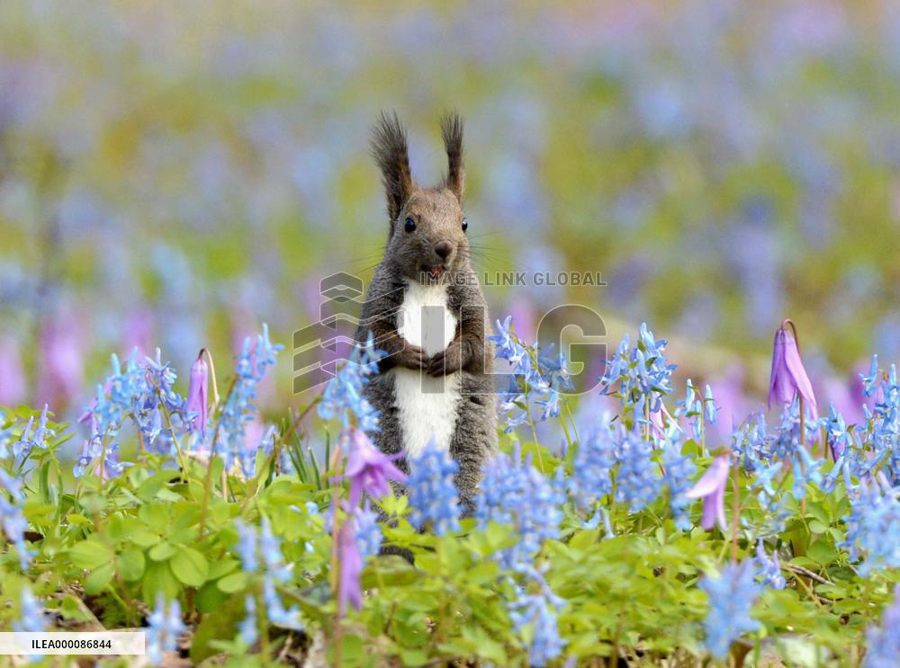 Hokkaido squirrel in field in spring bloom