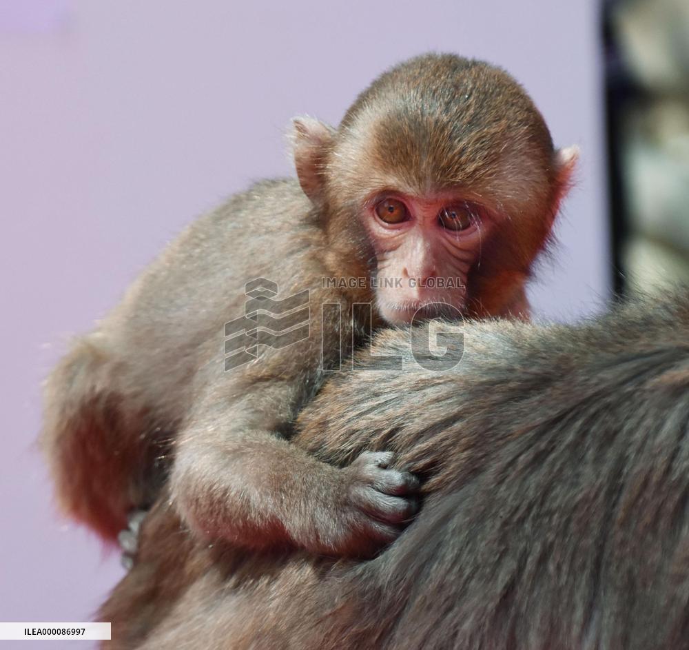 Monkey named after Princess Charlotte turns 1