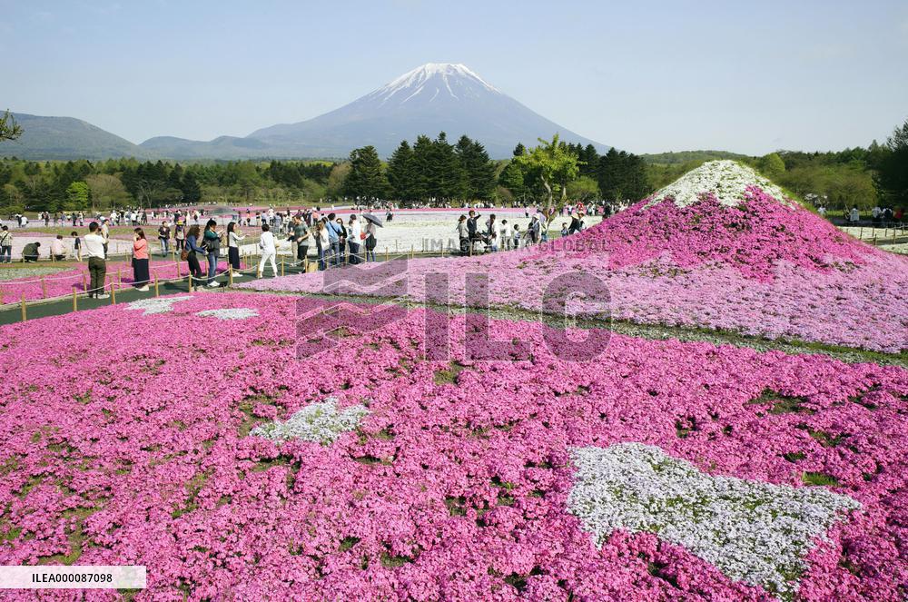 Fields of moss pink in full bloom near Mt. Fuji