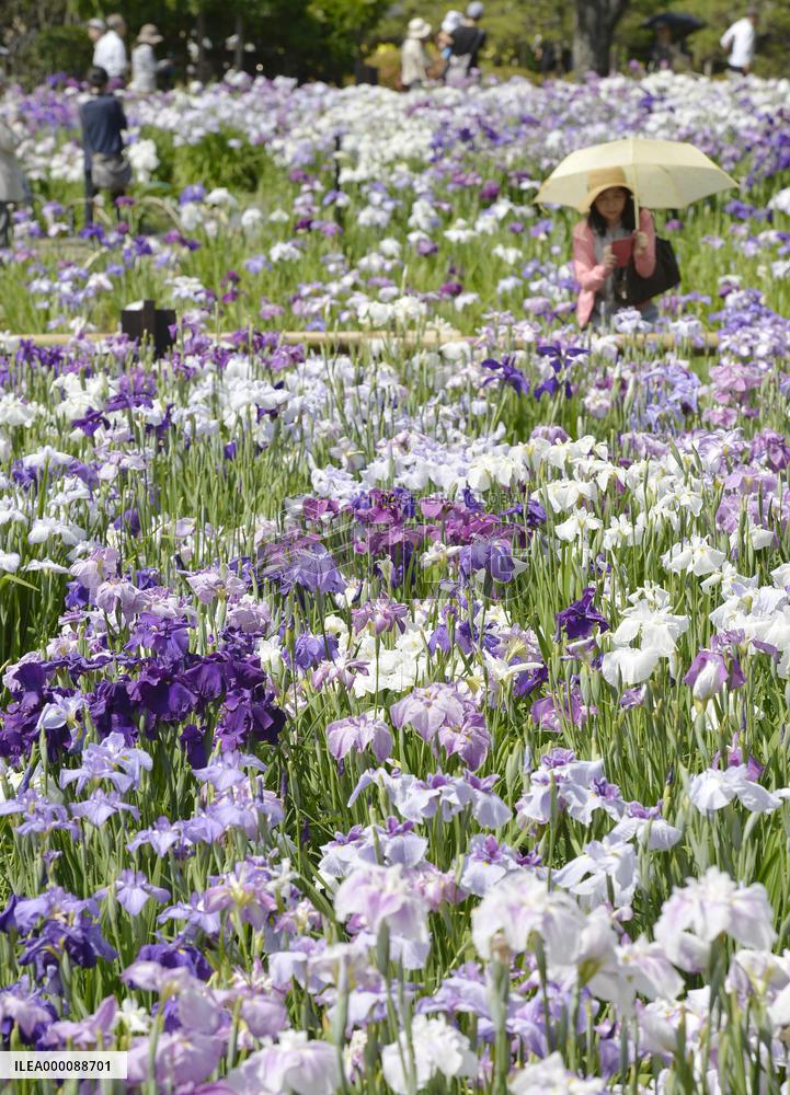 Japanese iris in full bloom at Tokyo park