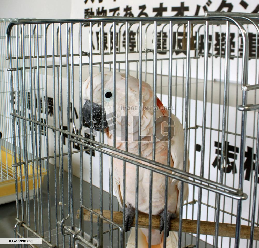 4 arrested for illegally selling endangered parrot