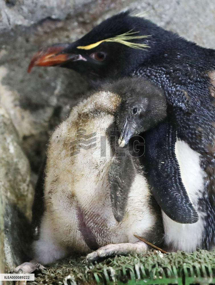 Artificially bred southern rockhopper penguin at Osaka aquarium