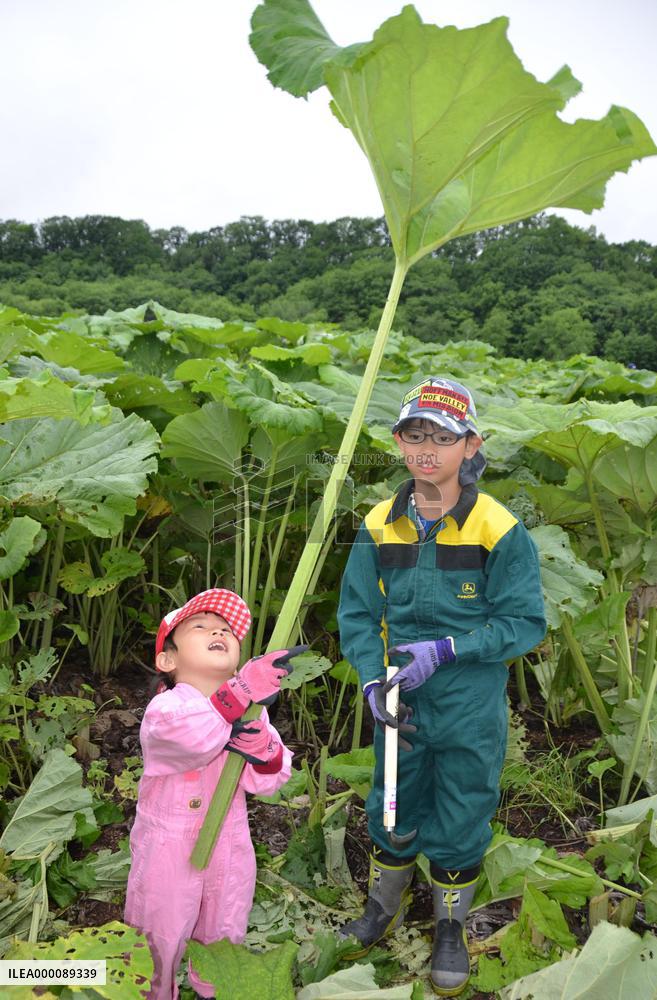 Harvest season for largest Japanese butterburs in Hokkaido