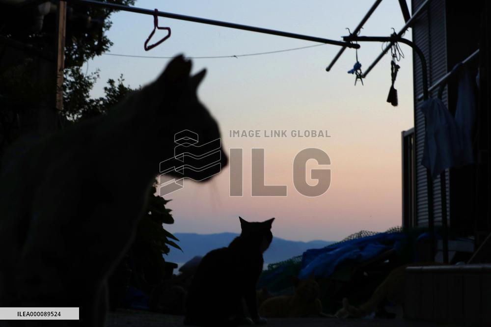 "Cat island" in western Japan