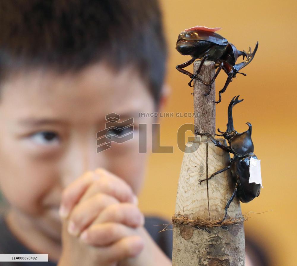 Beetle sumo championship