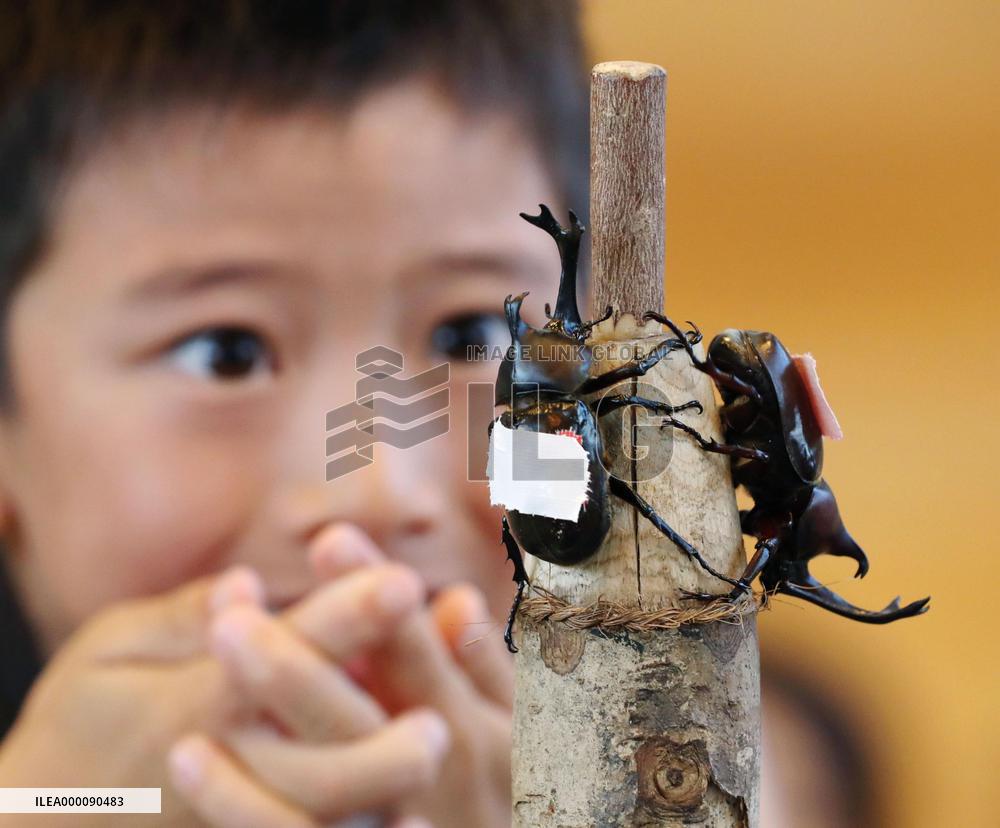 Beetle sumo championship