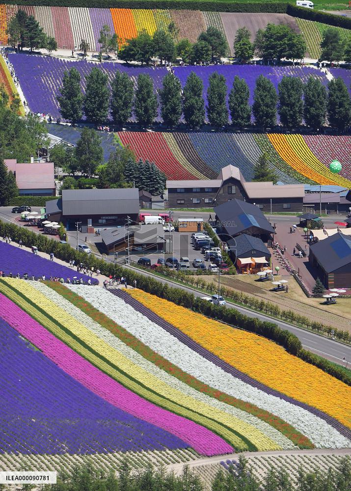 "Flower carpet" at Hokkaido farm