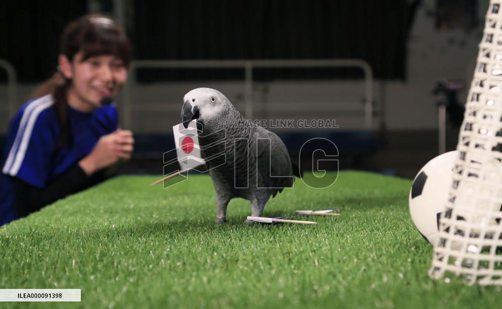 Olivia the parrot predicts soccer game for Rio