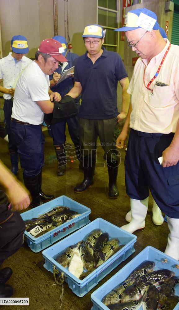 First pufferfish auction of season in western Japan