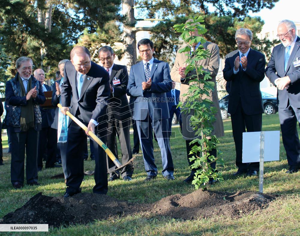 U.N. chief plants sapling descended from A-bombed ginkgo tree
