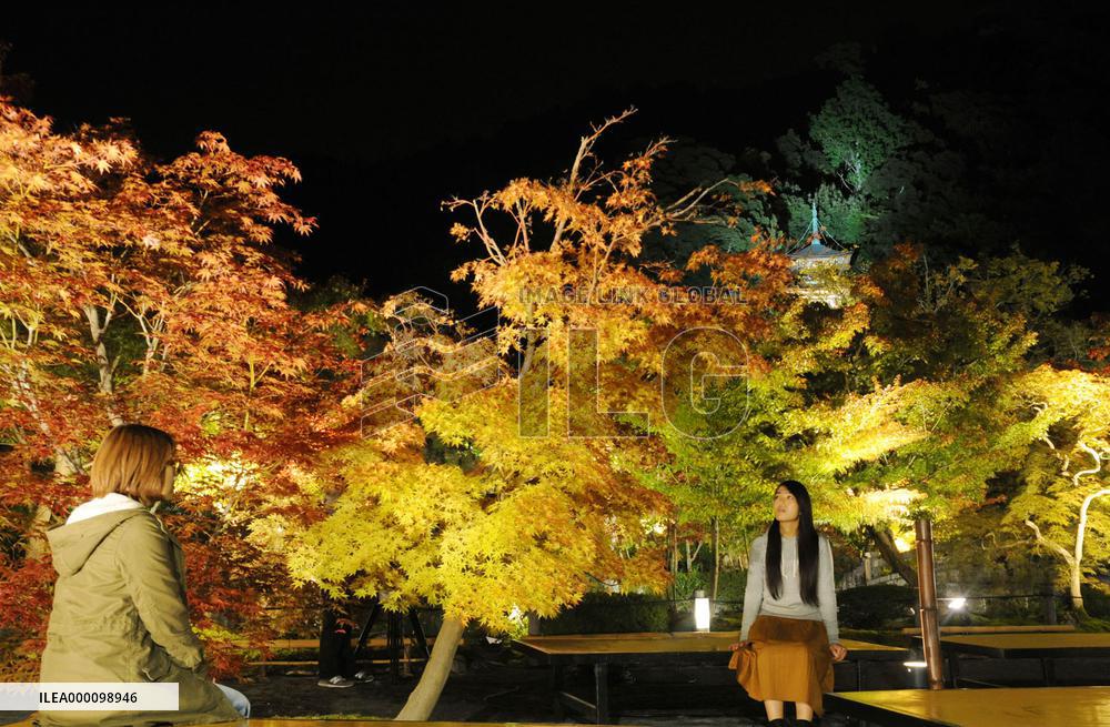 Maple trees lit up at Kyoto temple