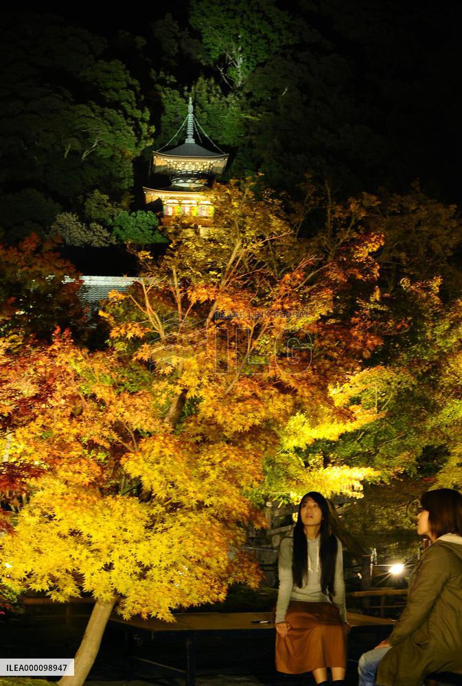Maple trees lit up at Kyoto temple