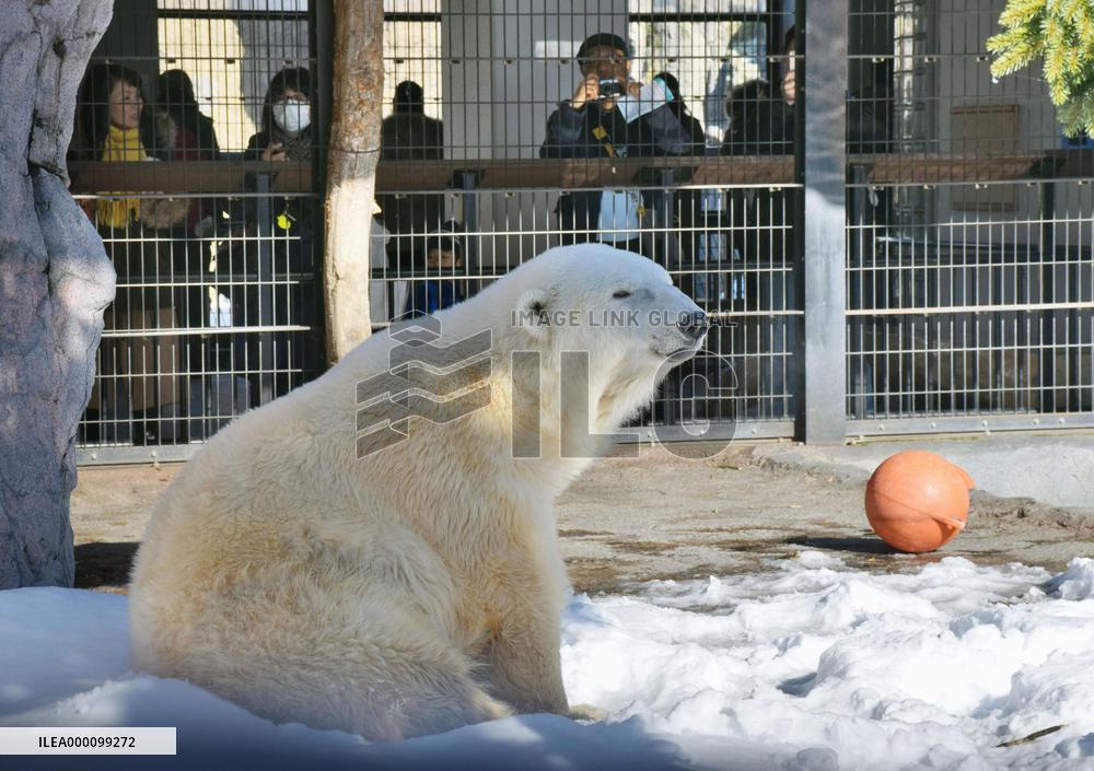 Polar bear at Hokkaido zoo