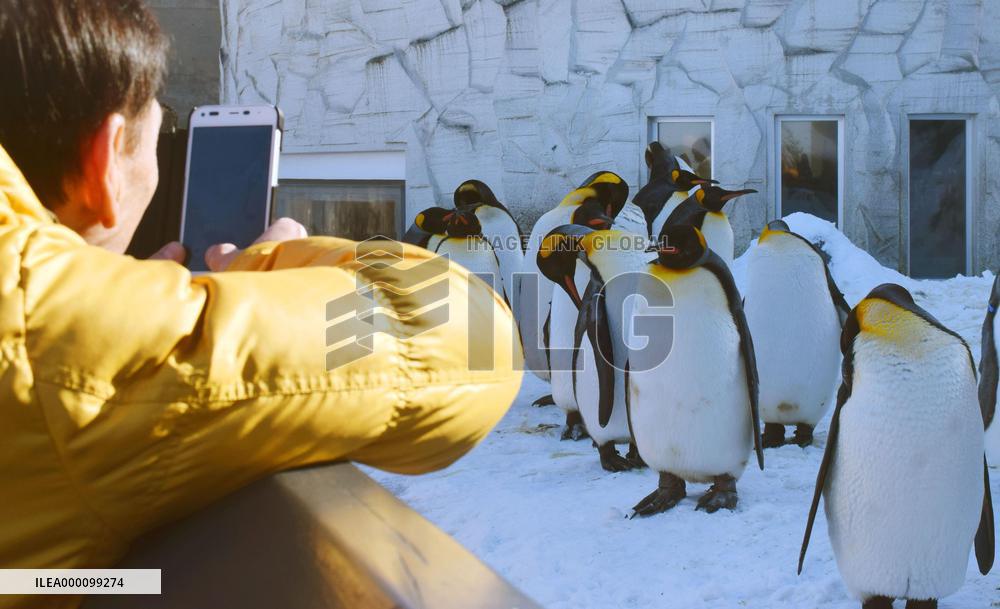 Penguins at Hokkaido zoo