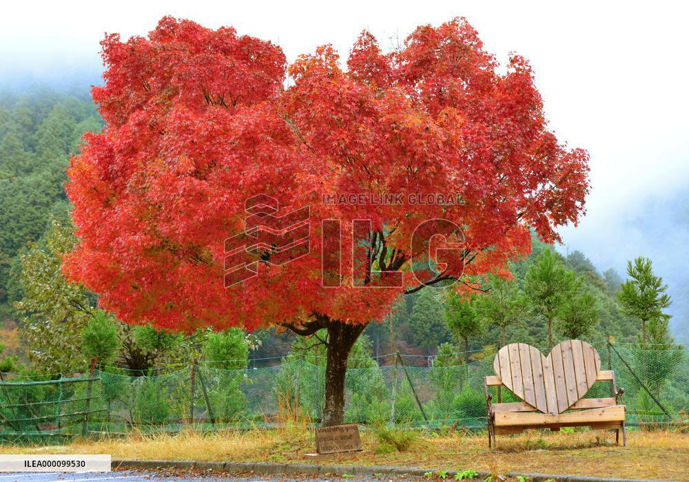 Heart-shaped maple tree in Kyoto turns red