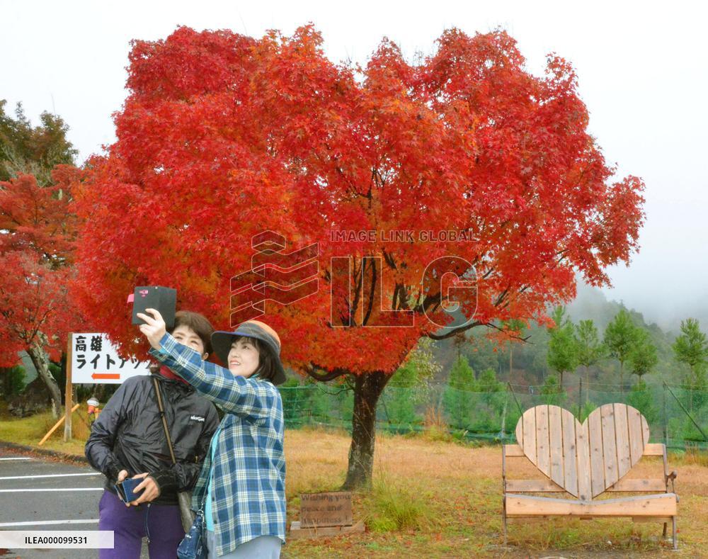Heart-shaped maple tree in Kyoto turns red