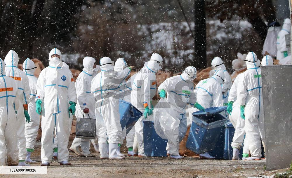 Bird flu strain detected in ducks in Aomori