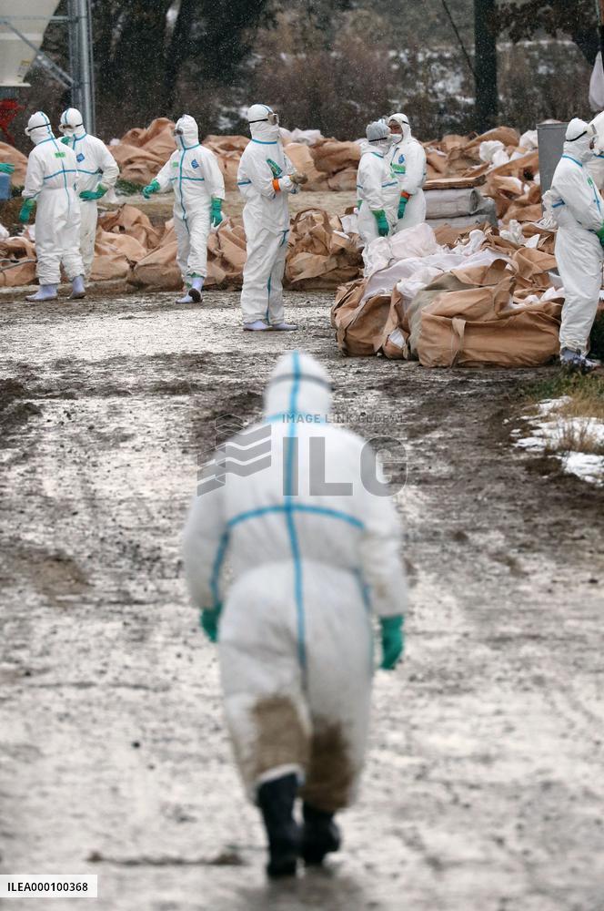 330,000 chickens, ducks culled as bird flu found in Niigata, Aomori