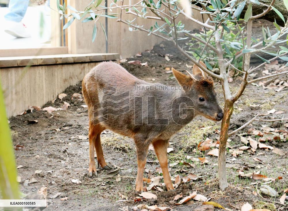 Pudus, world's smallest deer, on display at Japan zoo