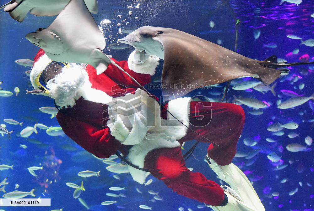 Christmas event at Sunshine Aquarium in Tokyo